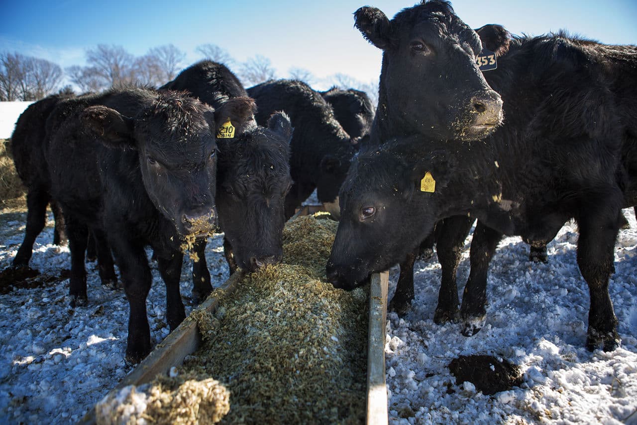 Gibbet Hill cows feeding on corn feed. Cruz, who runs Gibbet Hill, says short travel time from the farm to the slaughterhouse reduces stress on the animals and helps prevent a surge of fear hormones that can affect the meat's taste and texture. (Jesse Costa/WBUR)