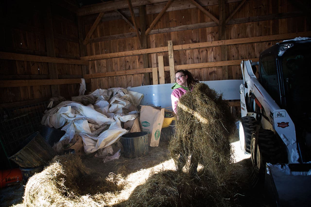 Farmhand Zoe Stapp grabs as much hay as she can hold to feed to the cows in the Gibbet Hill barn. After the fire, they had to bring their animals to the only other commercial slaughterhouse in Massachusetts, more than an hour away. (Jesse Costa/WBUR)
