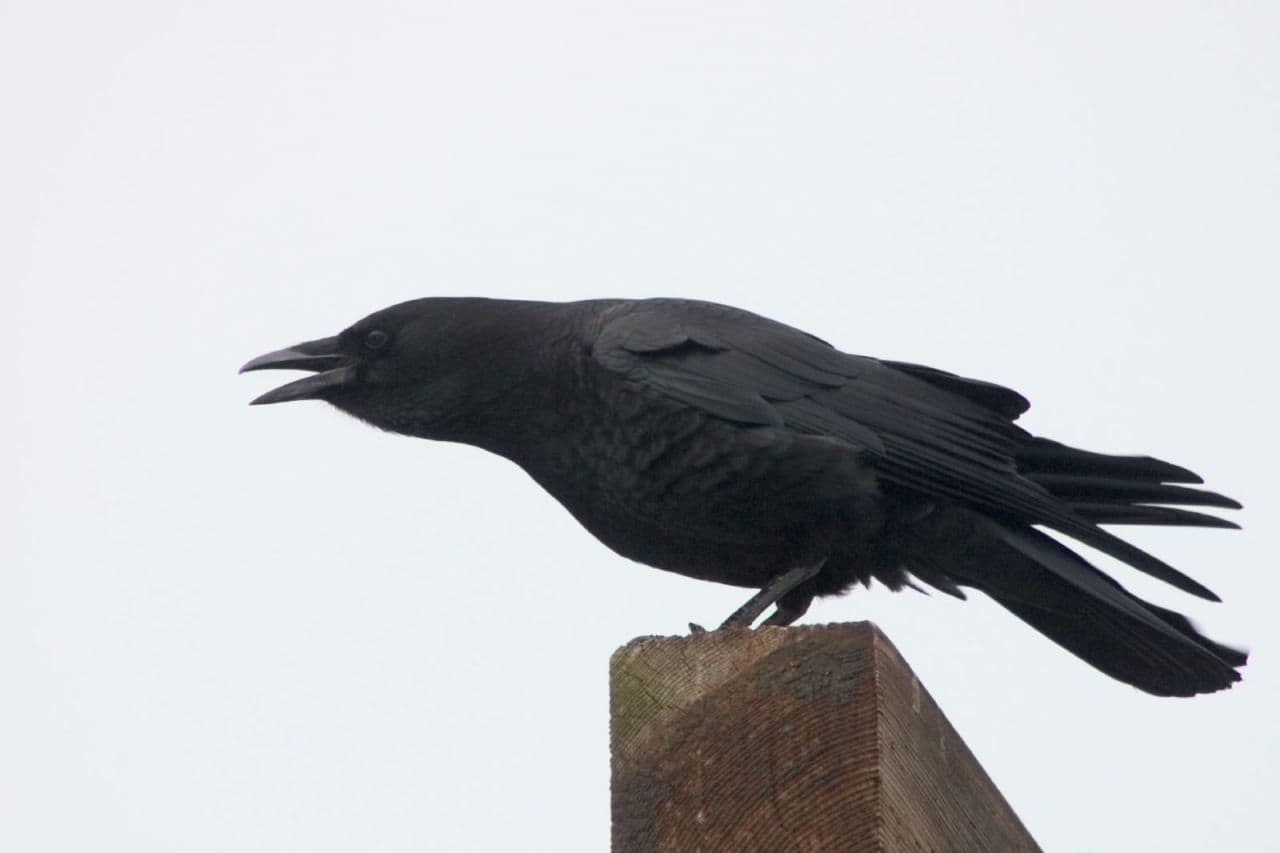 How Smart Are Crows? Scary Smart.