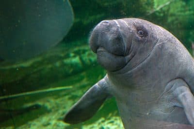 Manatee Count Is Up And How Dogs Helped Take Neanderthals Down