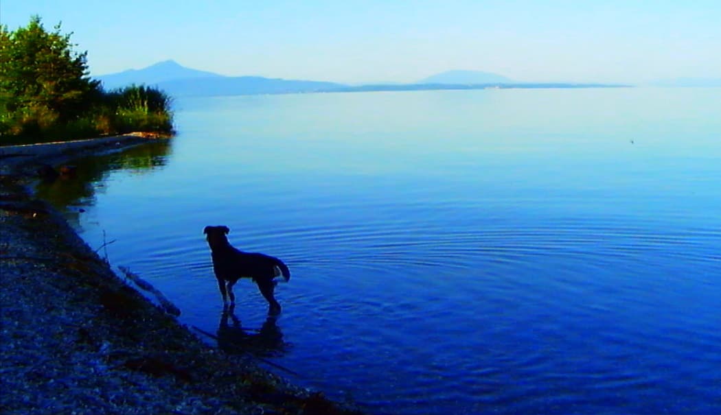 Jean-Luc Godard's dog, Roxy. (Courtesy, Kino Lorber)