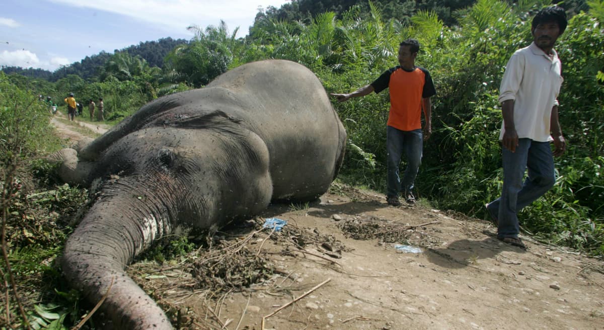 Villagers walk past a dead Sumatran elephant allegedly poisoned by workers at a palm oil plantation in Krueng Ayon, Aceh province, Indonesia, Tuesday, May 1, 2012. Palm oil is an ingredient found in various staples of the American pantry, from packaged breads and chocolate to instant noodles and cookies. (Heri Juanda/AP)