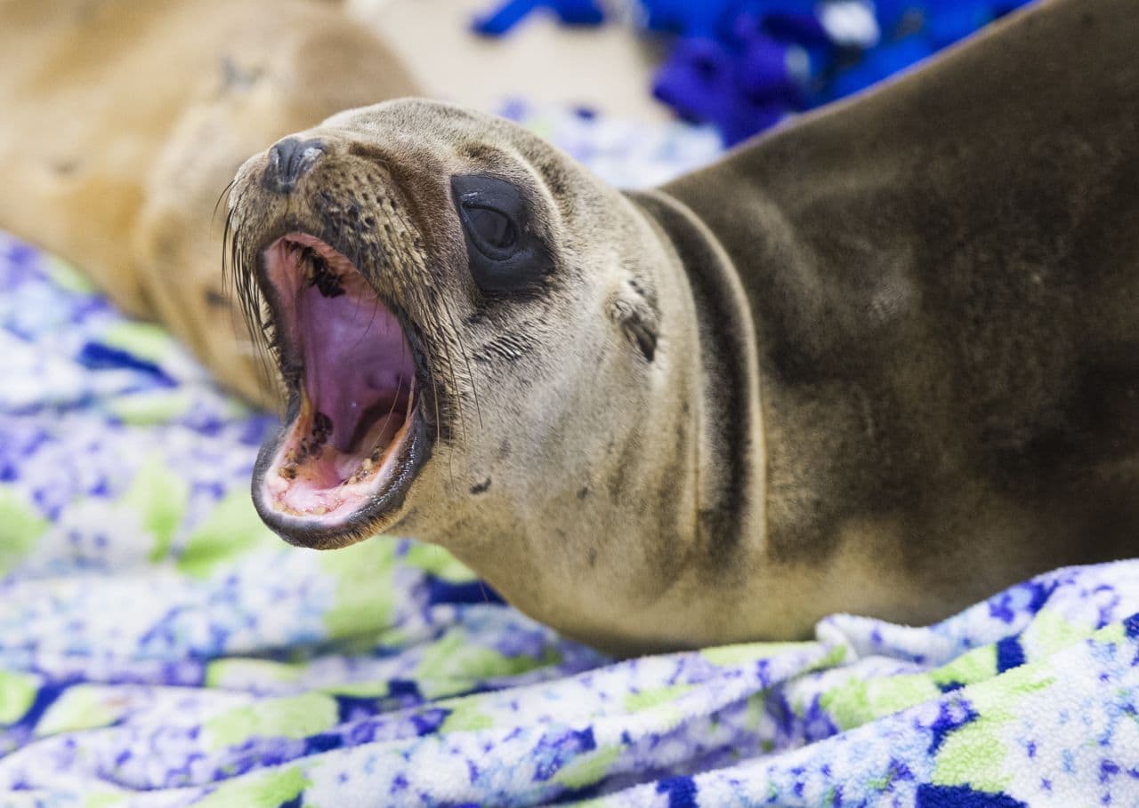 Sea Lions, Bison And Sharks, Oh My!