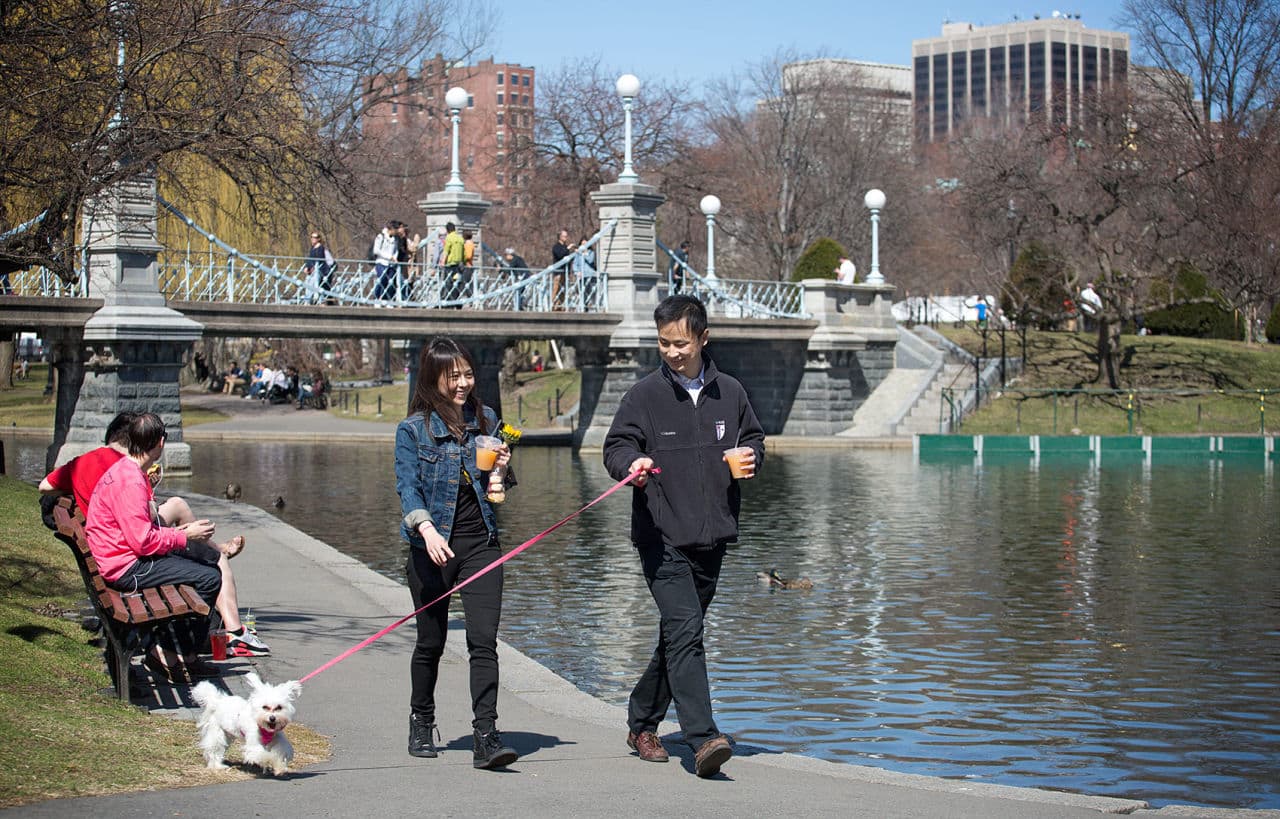 Paul Zeng, right, Will Sri and Puffball take a sunny spring walk on Boston Common. (Robin Lubbock/WBUR)