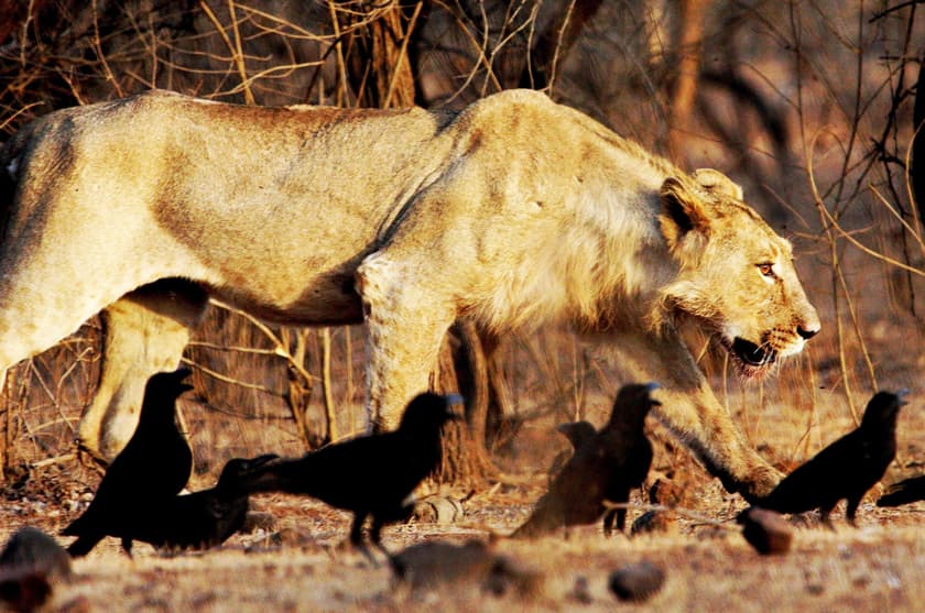 India’s Tiny Community Of Wild Asian Lions