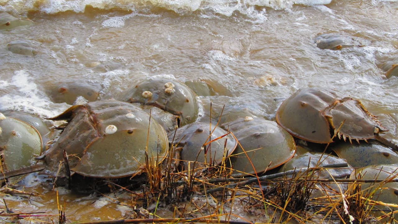 Horseshoe crabs, whose eggs fuel shorebird migration and whose blue blood safeguards our health. (Courtesy Abby Sterling)