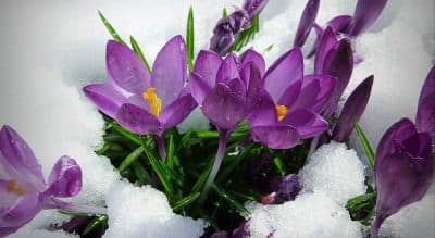 The Slow Thaw Of A New England Spring