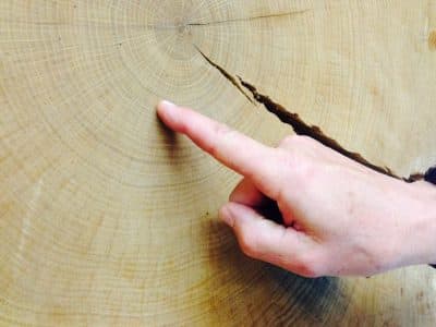 Lincoln History Told Through Tree Rings
