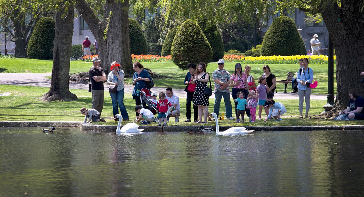 Back in the Public Garden Lagoon, swans Romeo and Juliet soon draw the attention of park visitors. (Robin Lubbock/WBUR)