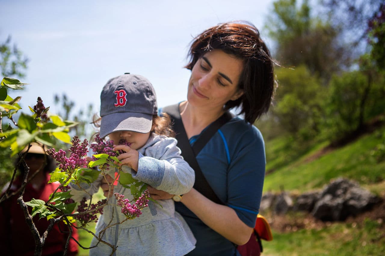 Nancy Lange lifts her 2-year-old daughter, Anju, to smell the lilacs at the Arnold Arboretum on Friday afternoon. (Jesse Costa/WBUR)