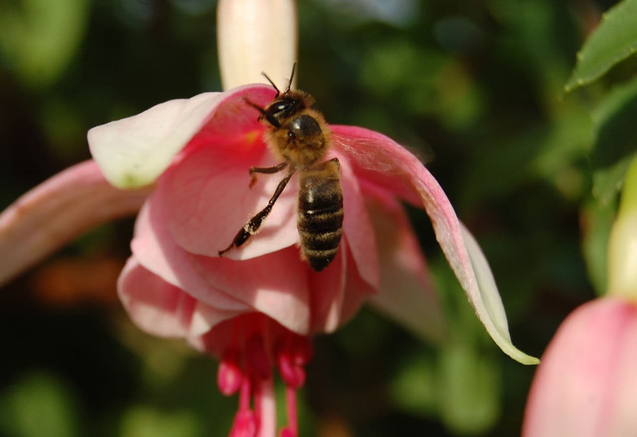 Commercial honeybees, which pollinate $15 billion worth of crops in the United States annually, have teetered on the brink of collapse for nearly a decade. (Psycho Delia/Flickr)