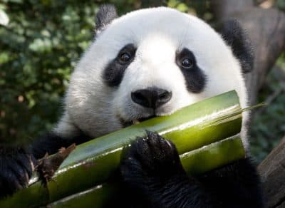 Pandas' Bamboo Diet May Endanger Them