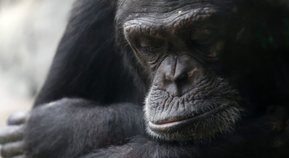 Lawyers for two chimpanzees are arguing that the animals have &quot;personhood&quot; rights and should be freed from the Long Island university where they are kept. (Pat Sullivan/AP)