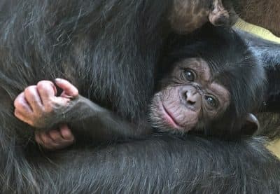 Chimpanzees Endangered, No Longer Eligible For Most Research