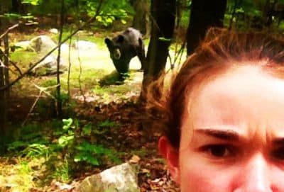 Wild Animal Selfies Lead To Injuries, Charges