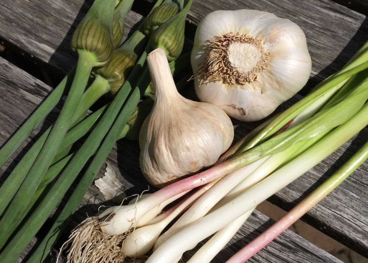 Clockwise from top left: garlic scapes, mature garlic and green garlic. (Kathy Gunst)