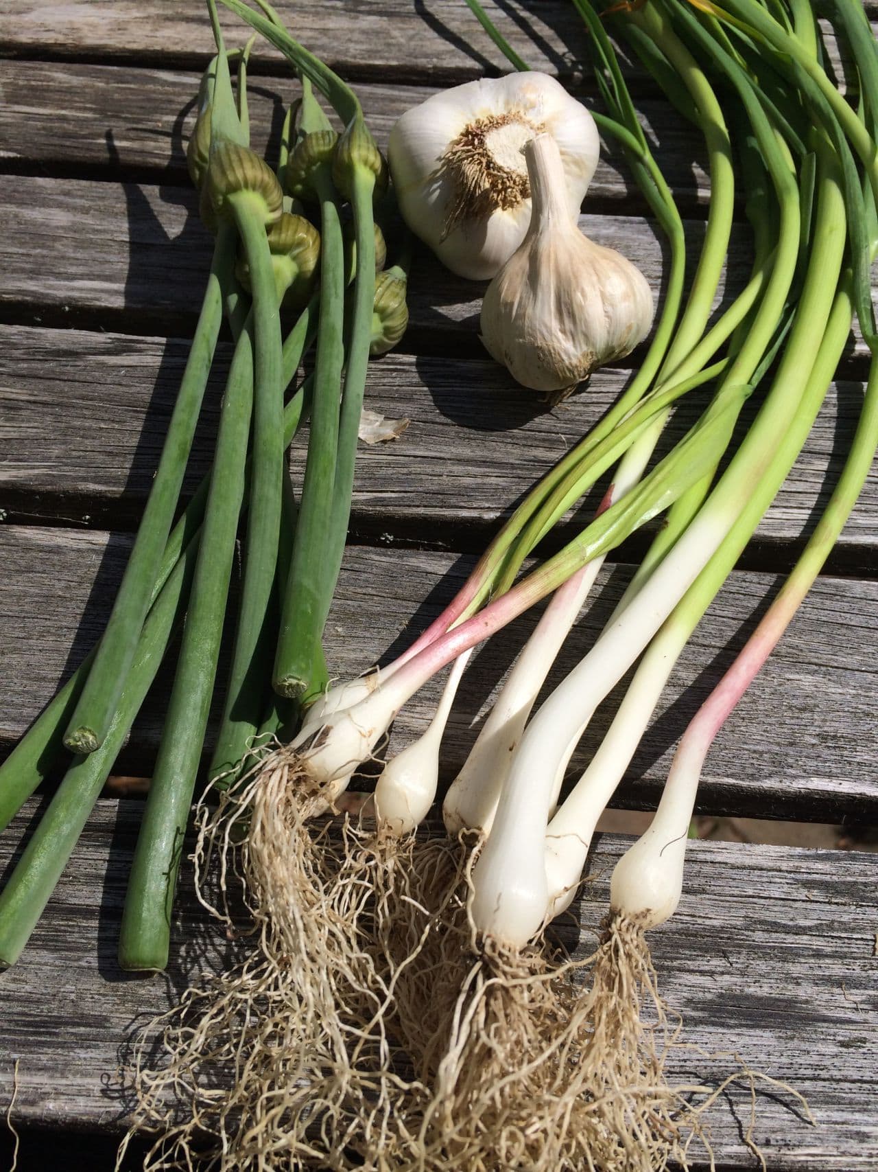 Garlic Scapes Green Garlic And Roasted Garlic Recipes And Tips Here