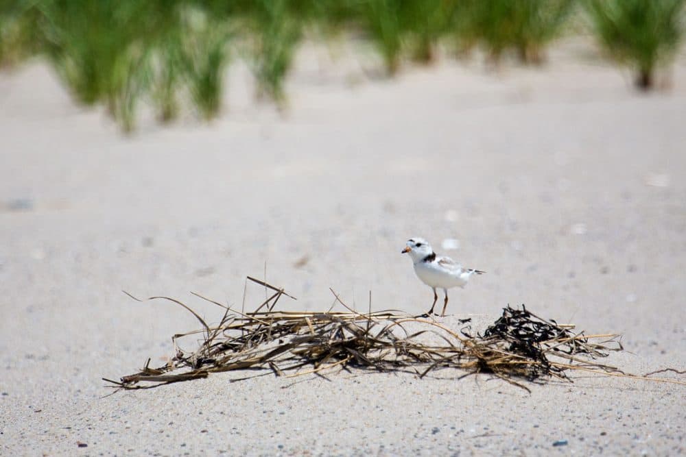 The town of Orleans has a two-part plan to allow beachgoers and piping plovers to co-exist this summer. The plan involves a technique to alter the behavior of predators and a self-escorting program approved by the state and federal government to allow vehicles access to parts of the beach near the plovers. (Jesse Costa/WBUR)