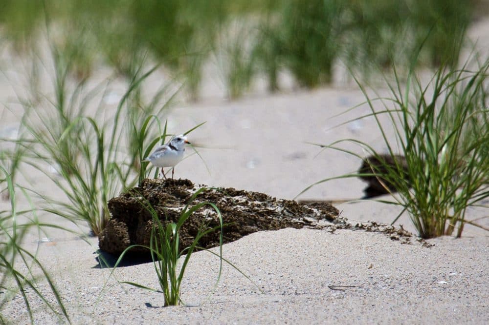 As the population of piping plovers continues to increase, Massachusetts beachgoers may soon have more access to prime spots along the coast that have often been closed off to protect the endangered species. Pictured her, a plover is seen perched atop a rock just south of Nauset Beach. (Jesse Costa/WBUR)