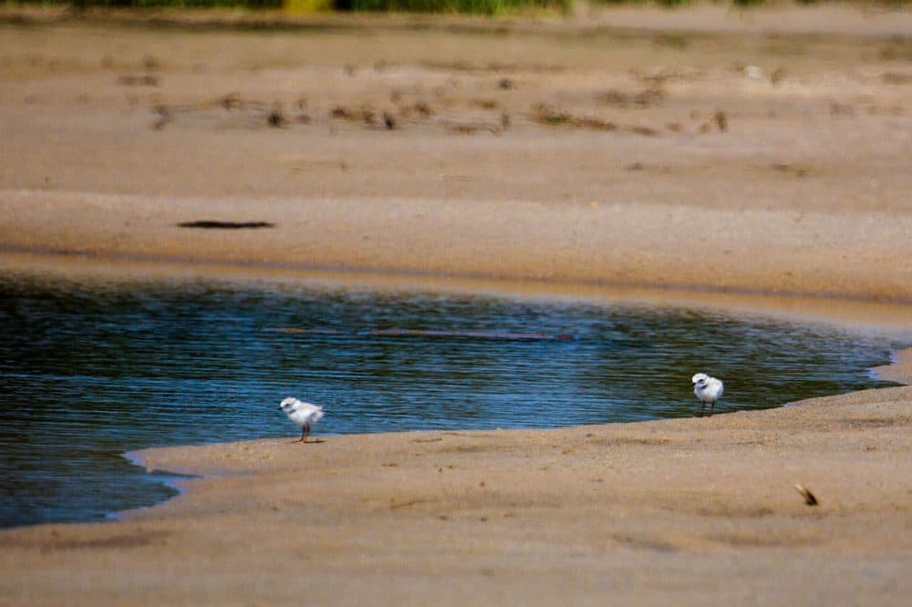 Two plover chicks looked for food along the waters edge. (Jesse Costa/WBUR)