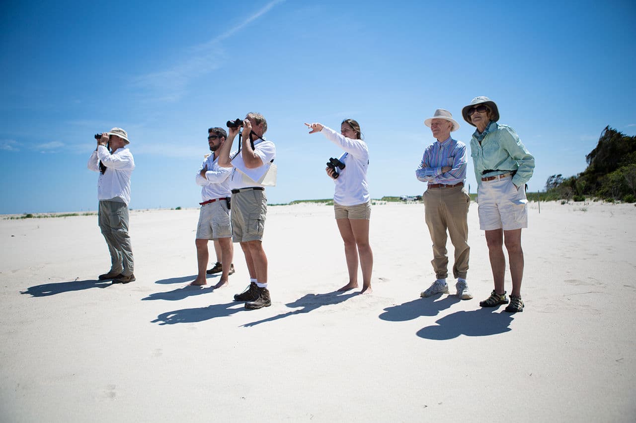 A tour group led by shorebird specialist Paul Wightman, third from left, and Orleans natural resources manager Nate Sears, second from left, searches for piping plovers along Nauset Beach. (Jesse Costa/WBUR)