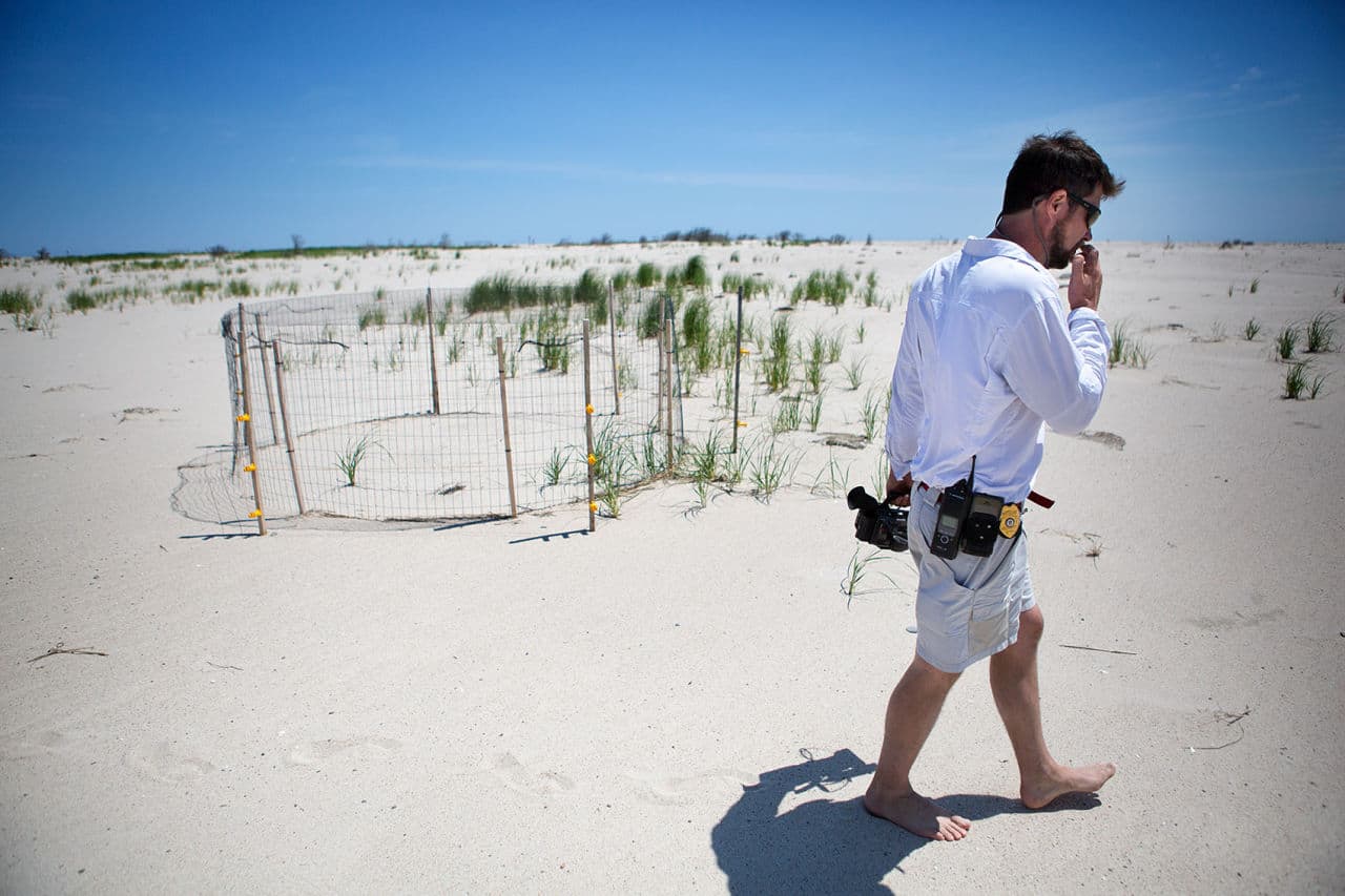 Nate Sears, the natural resourcs manager for the town of Orleans, walks past a piping plover exclosure used to protect the eggs of nesting plovers from predators. (Jesse Costa/WBUR)