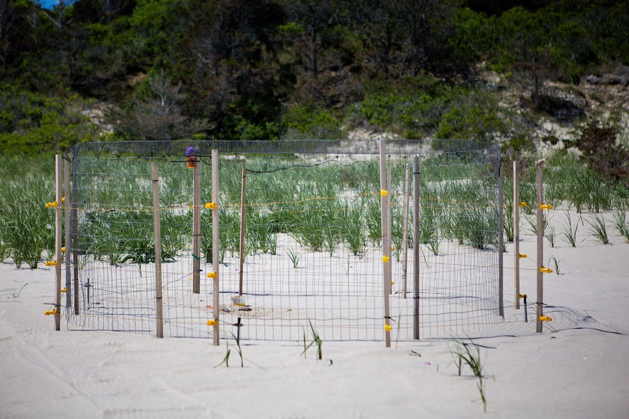 This electrified piping plover exclosure decoy, used for conditioning coyotes, foxes and other predators, sends a jolt of electricity similar to a dog fence. (Jesse Costa/WBUR)