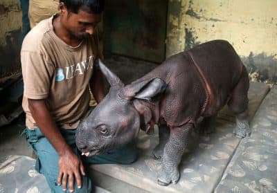 Baby Rhino Rescued In Northeast India