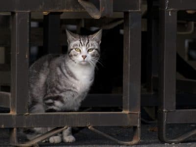 What's The Best Way To Deal With Feral Cats?