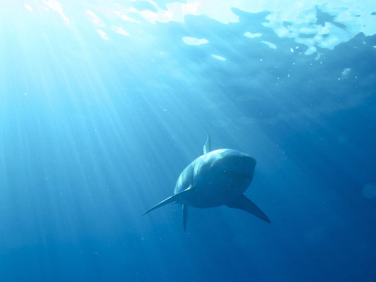  Week of Wonder: The marvelous and misunderstood world of sharks 