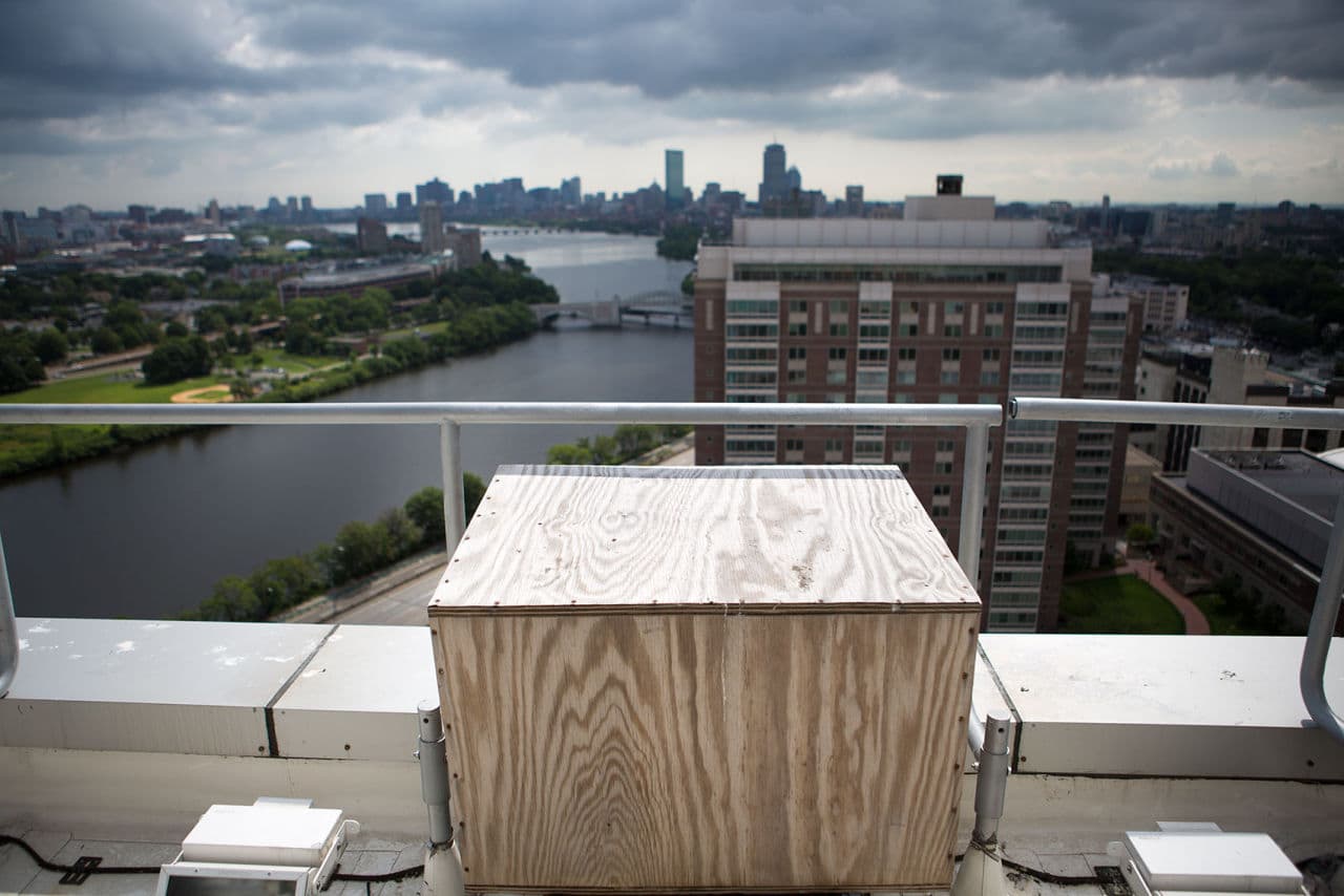 The view from the peregrine falcon nest box atop BU's StuVi2 Tower (Jesse Costa/WBUR)