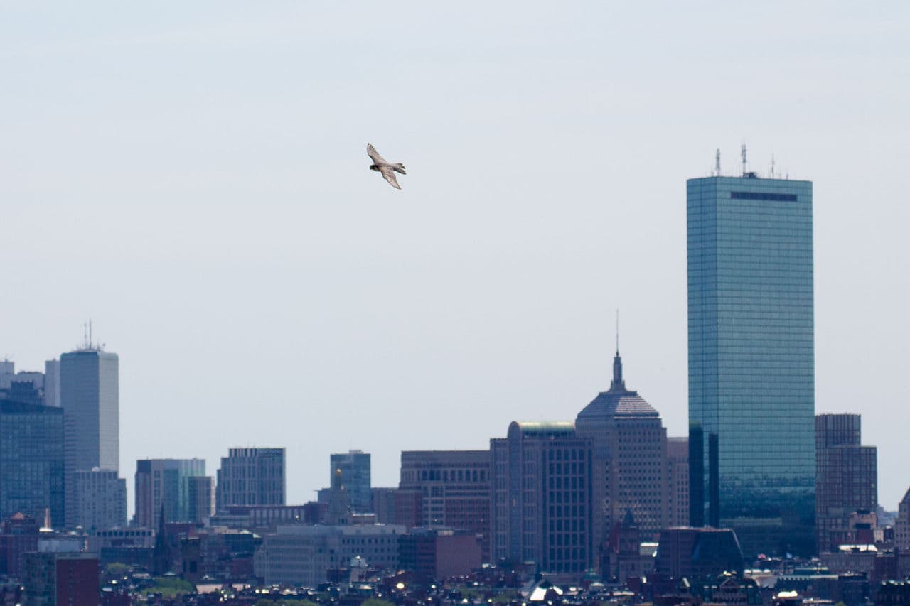 There’s no faster bird on the planet than a peregrine. They have been clocked at 242 miles an hour. (Jesse Costa/WBUR)