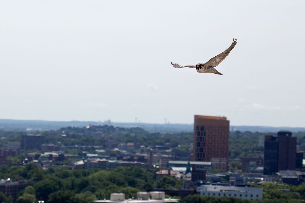 An adult female peregrine falcon in flight over the Student Village towers at Boston University. (Jesse Costa/WBUR)