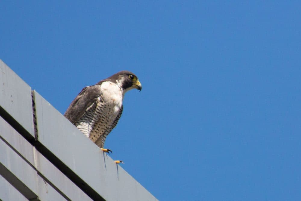 Peregrine falcons are landing on tall ledge tops around Greater Boston, where once they were nearly extinct. Here, an adult female perches on the StuVi2 Tower at Boston University. (Jesse Costa/WBUR)