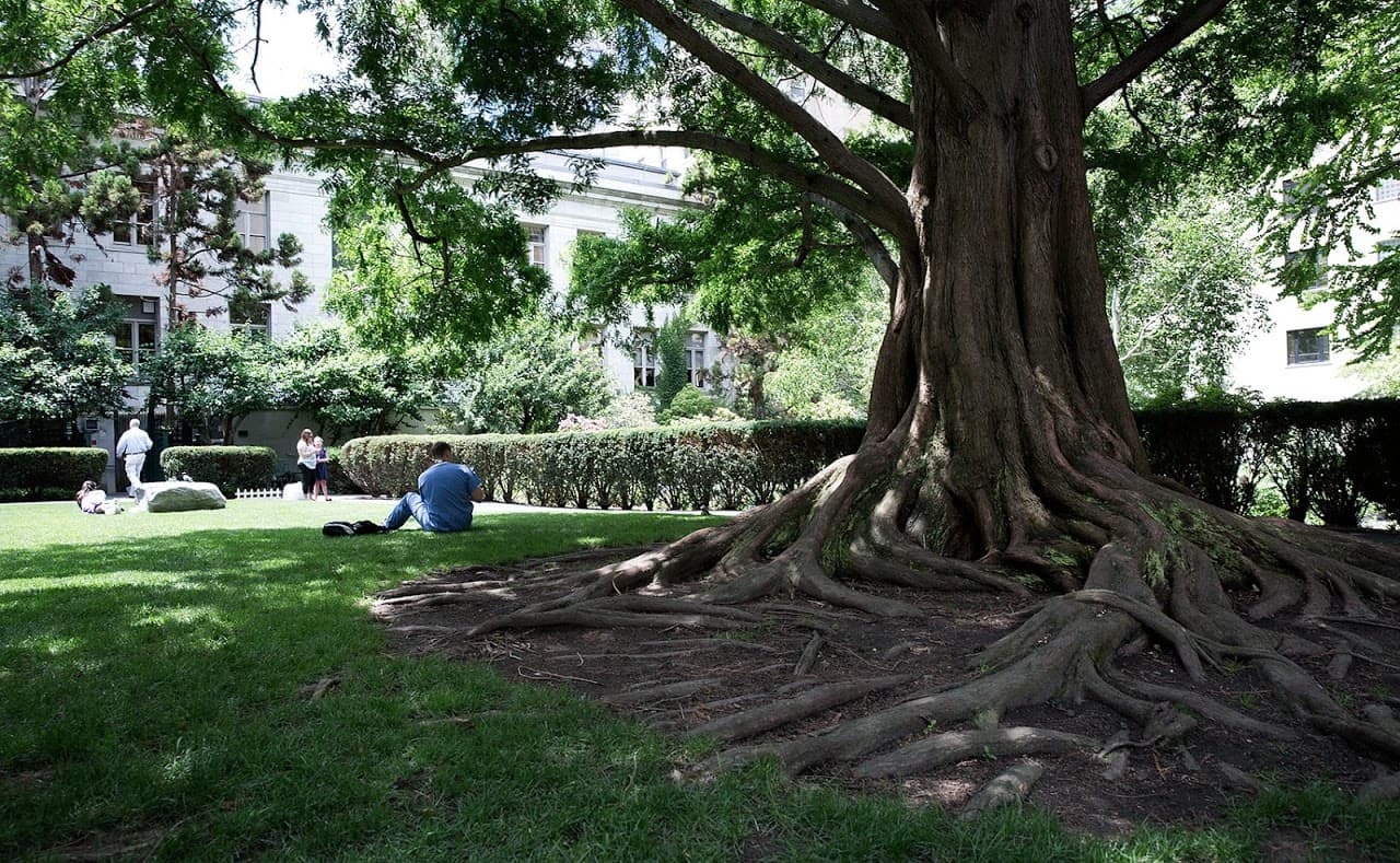 Near the spreading roots of a redwood tree visitors relax in the Prouty Garden. (Robin Lubbock/WBUR)