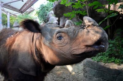 Cincinnati Rhino Being Sent To Indonesia