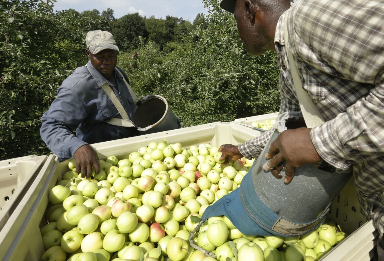 Workers Henry Wright, left, and Desmond Sappleton, right, deposit ginger gold apples into a wagon on Sunday at Carlson Orchards, in Harvard, Mass. (Steven Senne/AP)