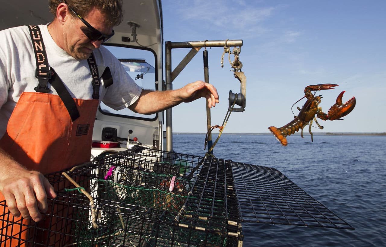 In this 2012, file photo, Scott Beede returns an undersized lobster while fishing in Mount Desert, Maine. Fisherman in northern New England have been catching record numbers of lobsters, but south of Cape Cod, the lobster population has plummeted to the lowest levels ever seen, in a northward shift that scientists attribute in large part to the warming of the ocean. (Robert F. Bukaty/AP/File)