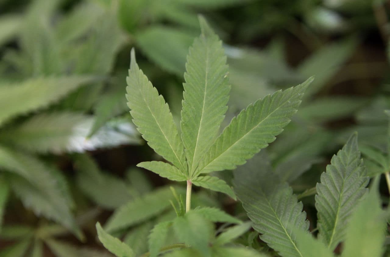Study: Marijuana More A Habit For College Students Than Cigarettes