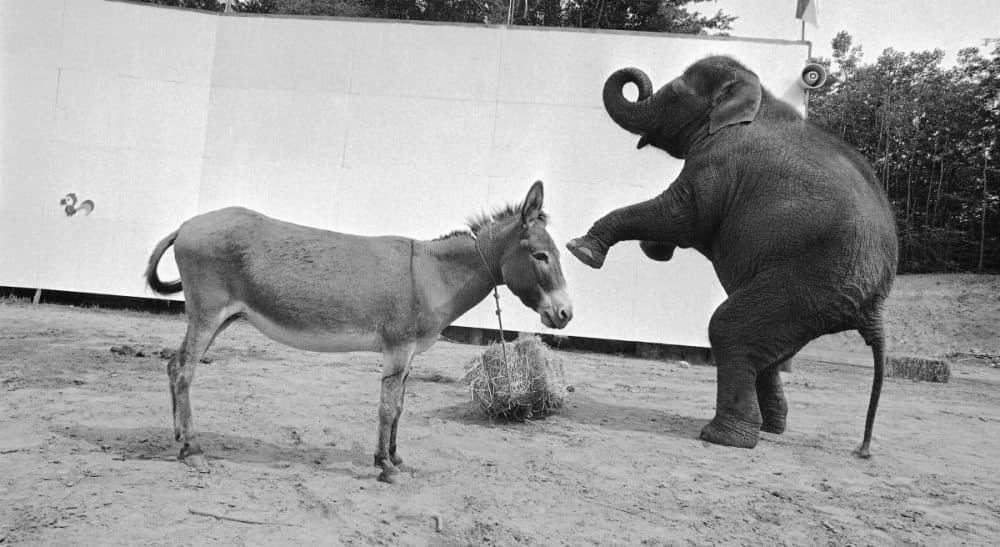 Janna Malamud Smith attempts to pop the political filter bubble with mixed results. In this photo, Dolly the elephant squares off against Dottie the donkey. The scene took place in Lake George, New York, Aug. 24, 1972. (Bob Schutz/AP)
