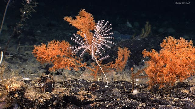 Coral (NOAA, New England Aquarium/Courtesy)