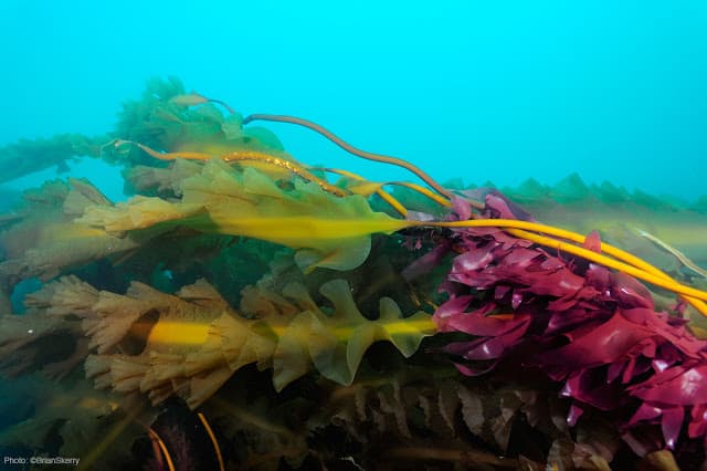 Kelp on Cashes Ledge (Brian Skerry, New England Aquarium/Courtesy)