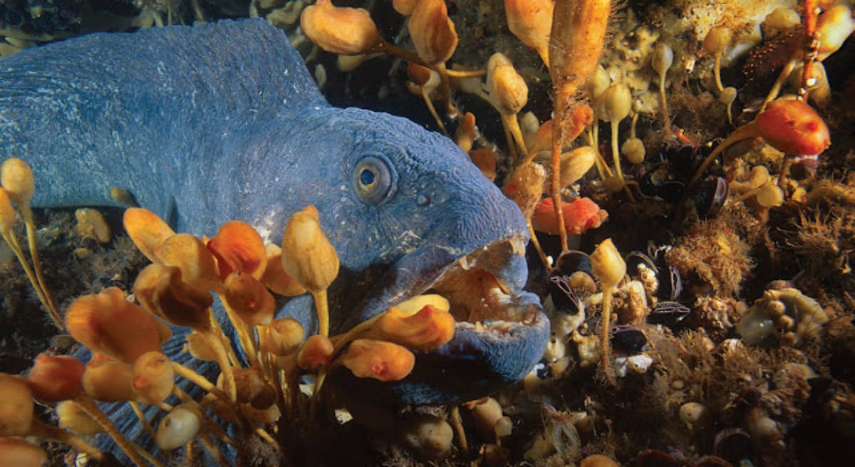 Nigella Hillgarth: "More than 10 percent of U.S. lands are set aside as protected parks, wildlife refuges and wilderness areas, but the same care has not yet been given to our ocean." Pictured: An Atlantic wolfish on Cashes Ledge, as photographed by New England Aquarium Explorer-in-Residence, Brian Skerry. (Brian Skerry, New England Aquarium/ Courtesy)