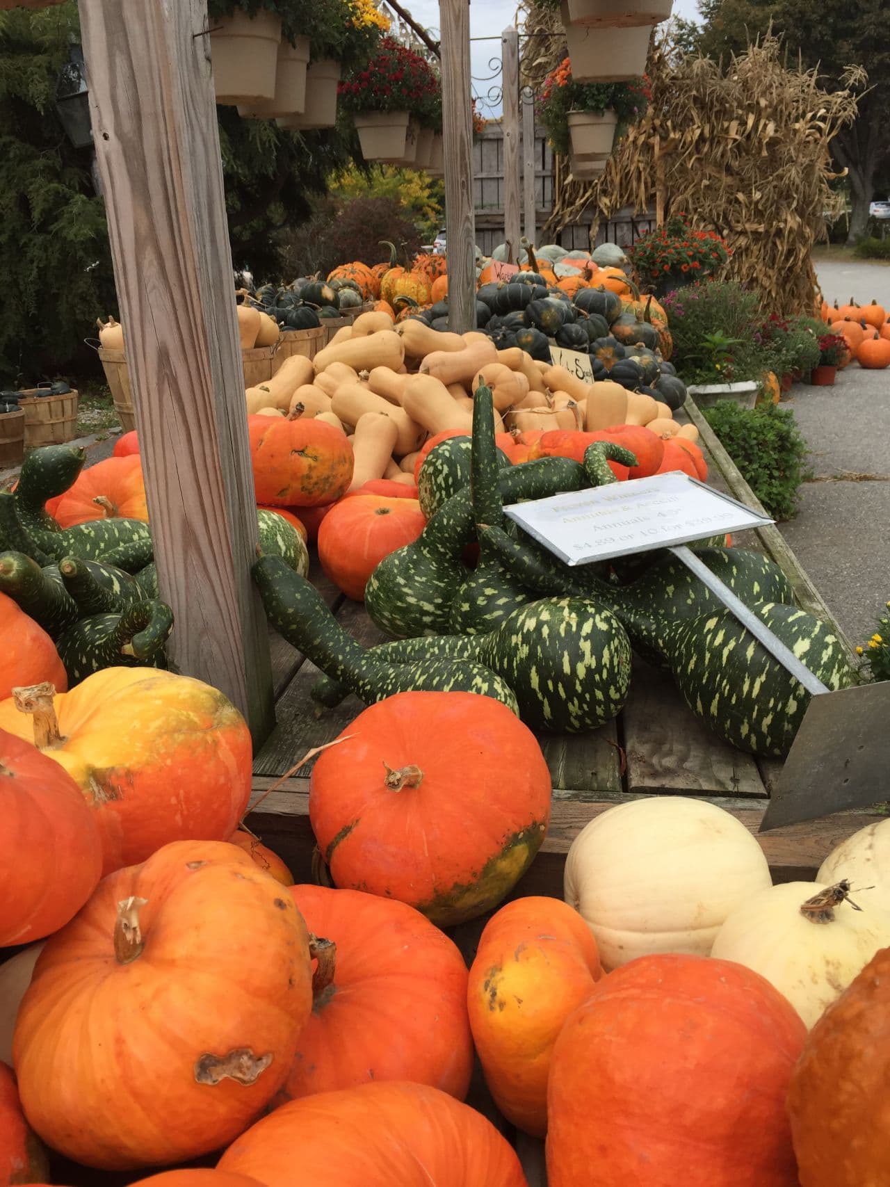 Squash and pumpkins on display at Brookdale Fruit Farm in Hollis, N.H. (Anthony Brooks/WBUR)