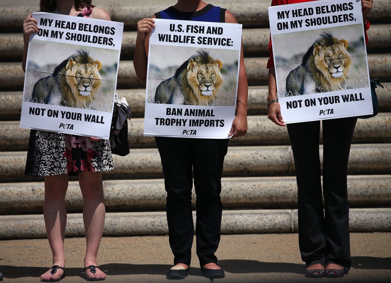 People for the Ethical Treatment of Animals (PETA) protesters hold pictures of Cecil the Lion as they stand in front of the Department of Interior building to protest against the importing of wild game killed as trophies August 5, 2015 in Washington, DC. Peta is calling on the Fish and Wildlife Service to take steps to end cruel trophy hunting by listing lions as a threatened species and banning the importation of their heads, tails, and skins into the U.S. (Mark Wilson/Getty Images)