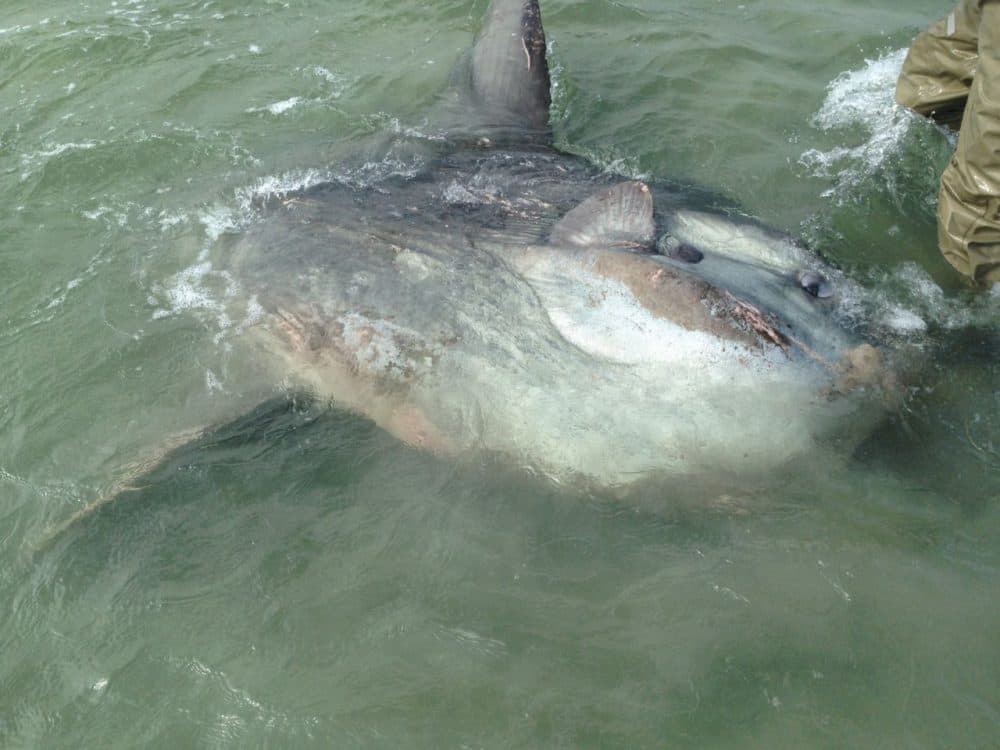 Ocean Sunfish Credit Beau Yeiser/ Flickr