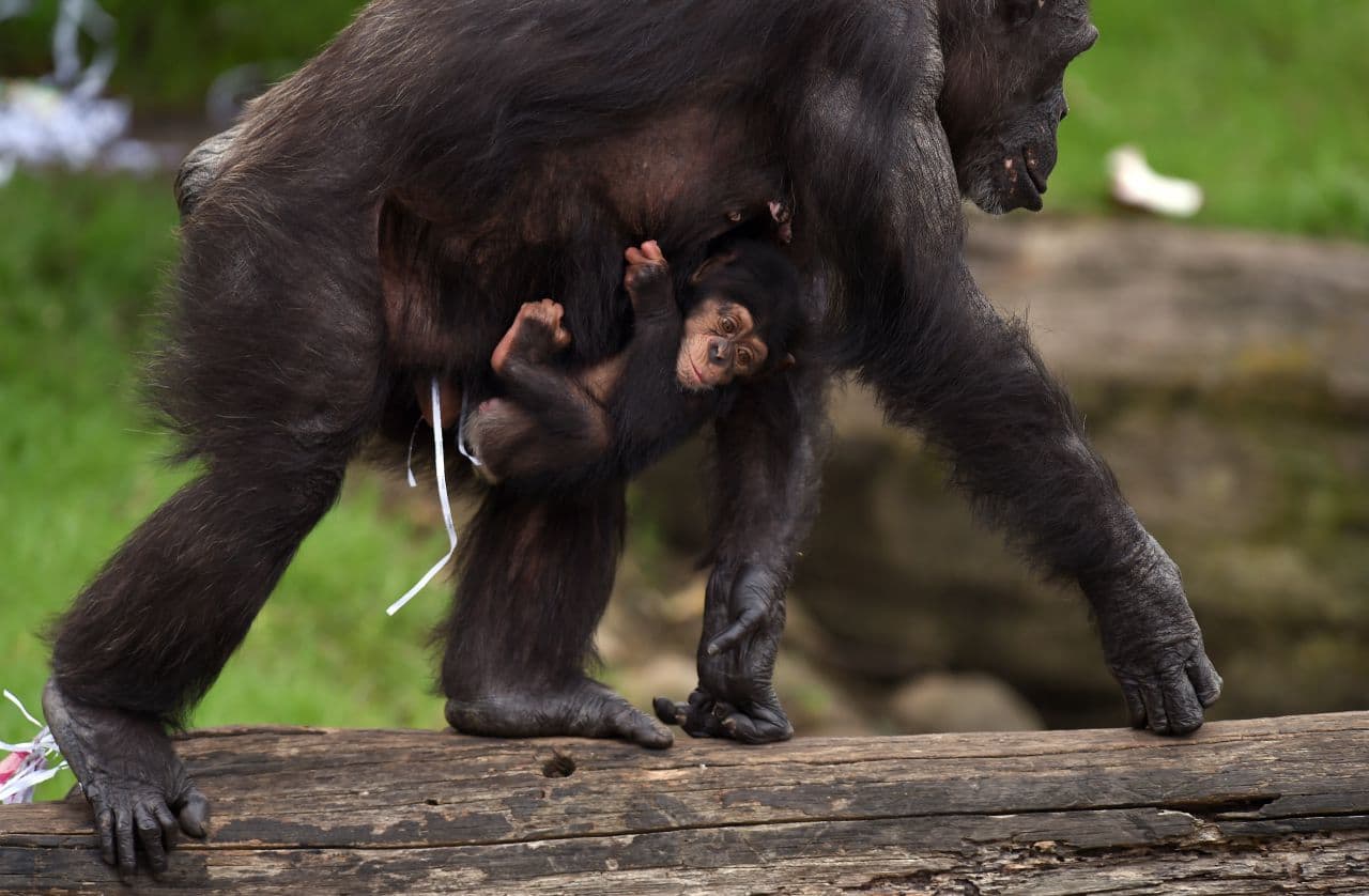 U.S. Government To Retire Its Research Chimps