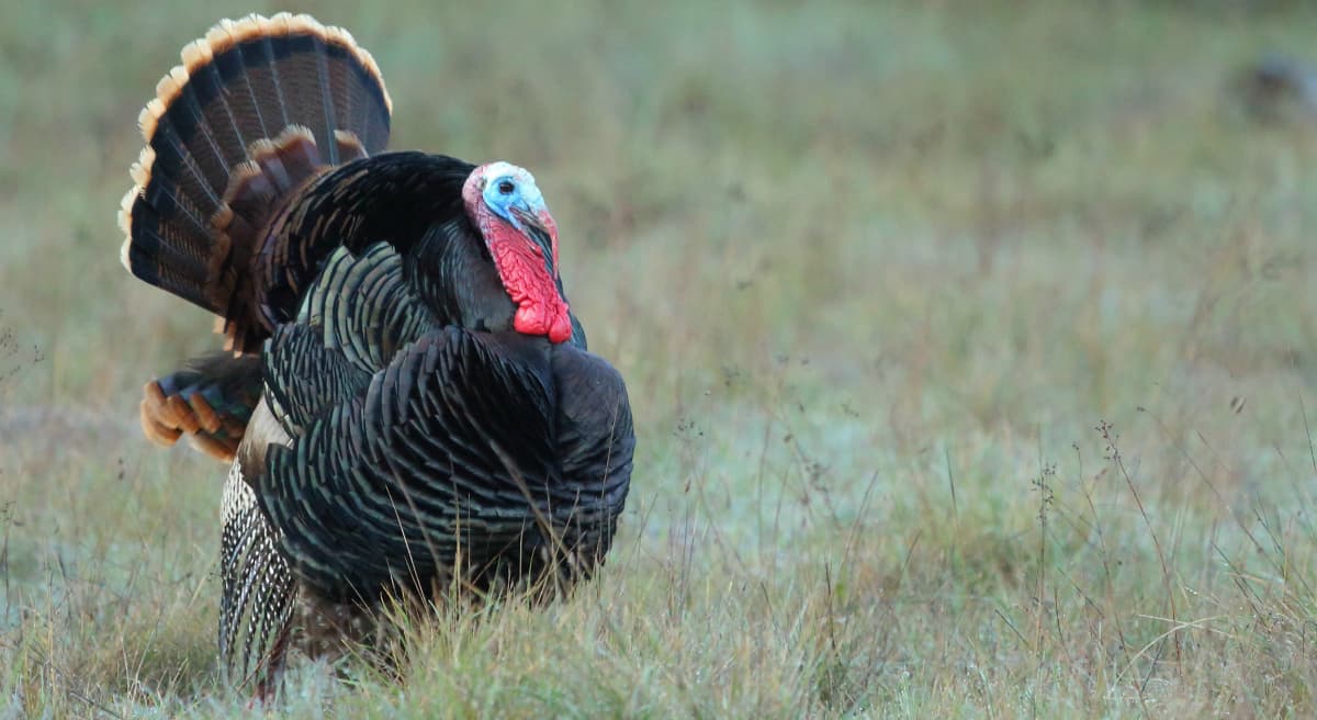 If not to carbo-load for a Black Friday mall run, what is Thanksgiving for? (Don McCullough/flickr)