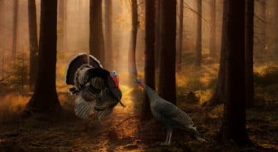 A Locavore's Dilemma: Meeting The Turkey Before Eating Him