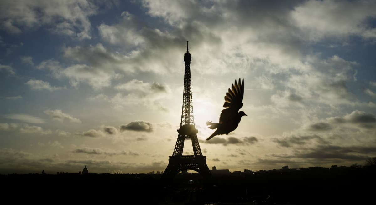A bird flies in front of the Eiffel Tower, which remained closed on the first of three days of national mourning, in Paris, Sunday, Nov. 15, 2015. (Daniel Ochoa de Olza/AP)